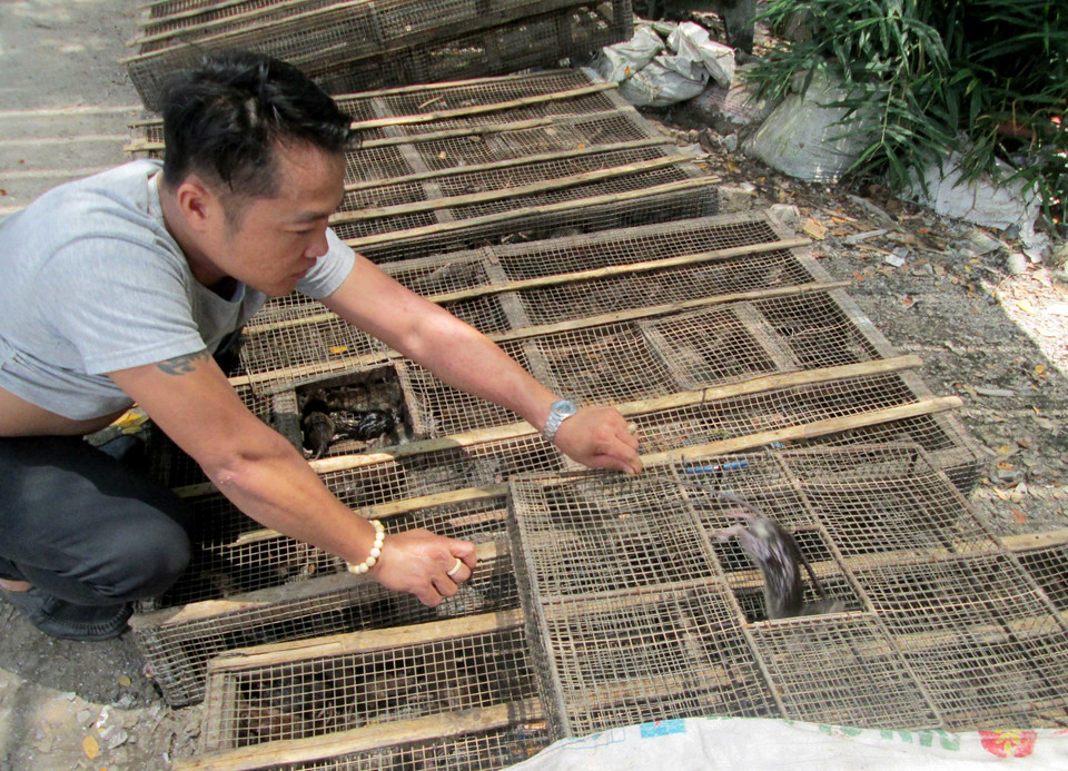 Các chủ sạp và nhân công đang tất bật làm thịt chuột để kịp giao cho khách. (Ảnh: Công Mạo/TTXVN)