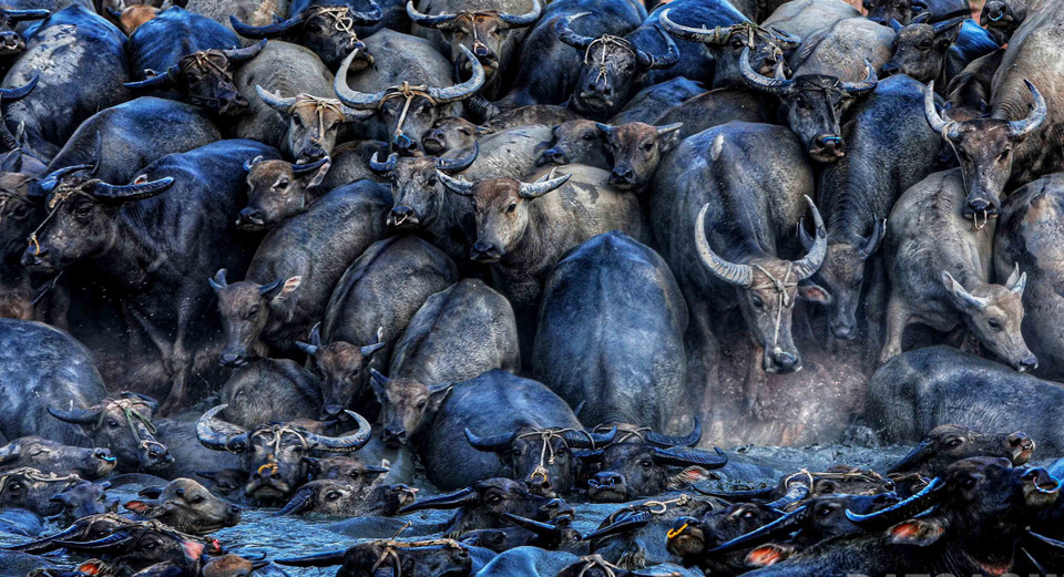 Đàn trâu tắm chen chúc dầm mình trong vũng nước tại lòng hồ Suối Đá. (Ảnh: Danh Lam/TTXVN)