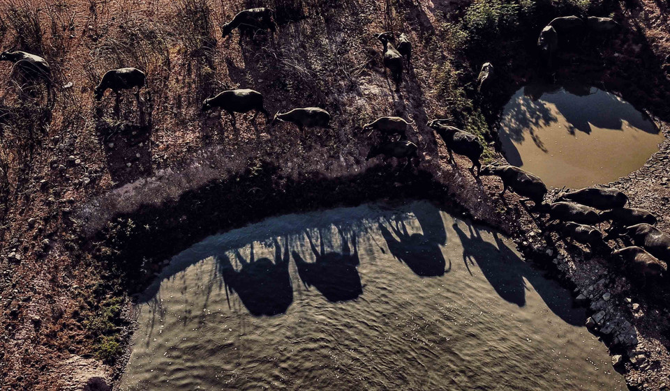 Hình ảnh đàn trâu in bóng dưới nước hồ Suối Đá, Bình Thuận. (Ảnh: Thành Đạt/TTXVN)