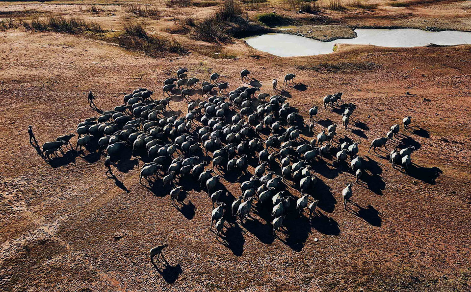 Đàn trâu đi tìm nguồn nước tại lòng Hồ Suối Đá nhìn từ trên cao. (Ảnh: Thành Đạt/TTXVN)