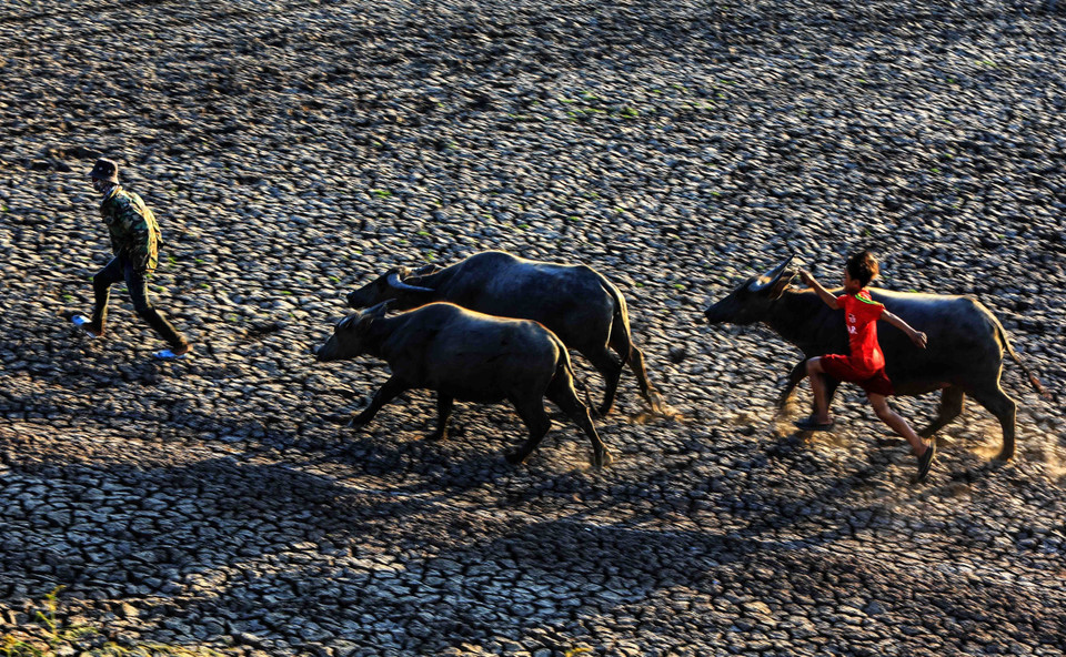 Hình ảnh chú bé chăn trâu mỗi buổi chiều tà rất đỗi thân thuộc với người dân Việt Nam. (Ảnh: Thành Đạt/TTXVN)
