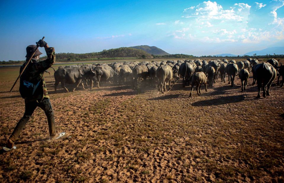 Người dân lùa đàn trâu về. (Ảnh: Danh Lam/TTXVN)