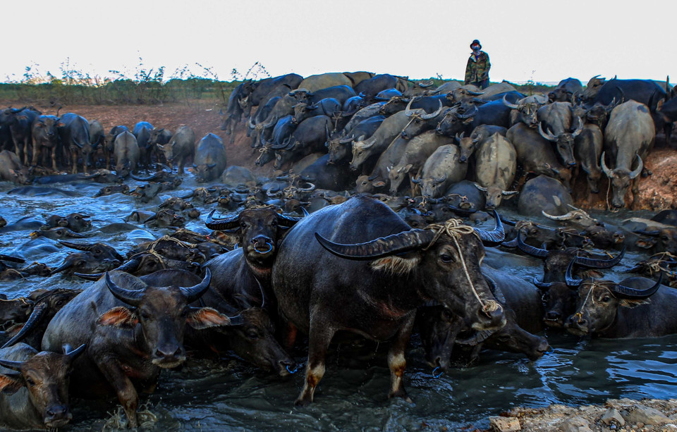 Đàn trâu chen chúc dầm mình trong vũng nước tại lòng hồ Suối Đá. (Ảnh: Thành Đạt/TTXVN)