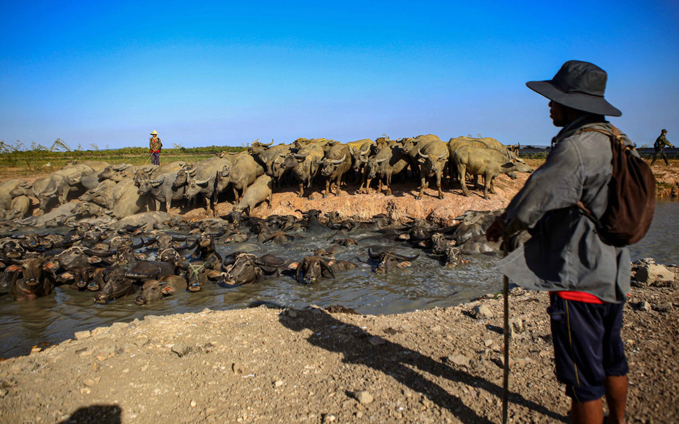 Chiều muộn người dân bắt đầu lùa đàn trâu về chuồng. (Ảnh: Danh Lam/TTXVN)