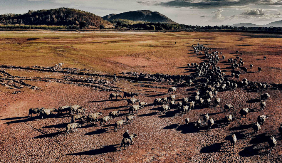 Đàn trâu do người dân tộc Chăm chăn thả tại hồ Suối Đá huyện Hàm Thuận Bắc (Bình Thuận). (Ảnh: Thành Đạt/TTXVN)