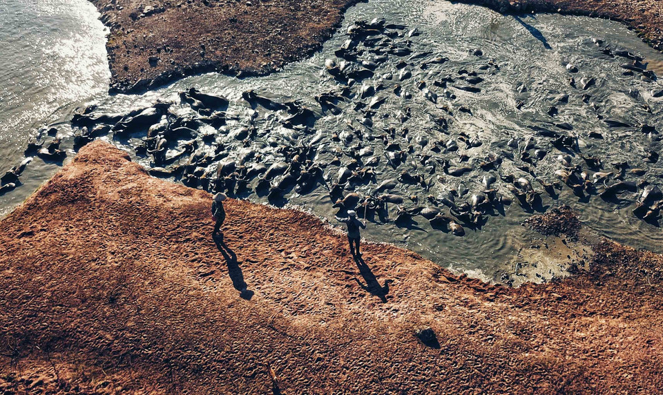 Đàn trâu đi tìm nguồn nước tại lòng hồ Suối Đá nhìn từ trên cao. (Ảnh: Thành Đạt/TTXVN)