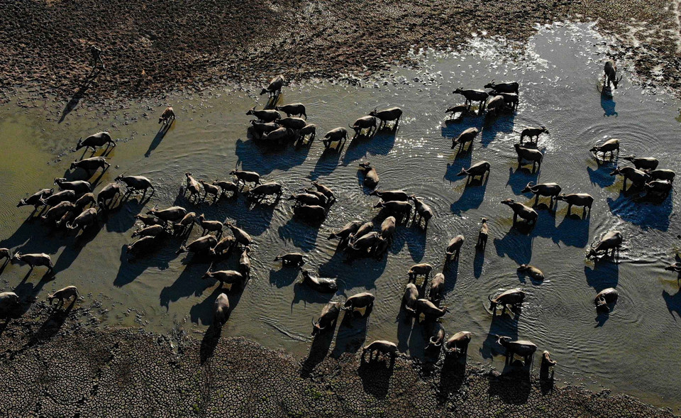 Đàn trâu dầm mình trong nguồn nước tại lòng Hồ Suối Đá nhìn từ trên cao. (Ảnh: Danh Lam/TTXVN)