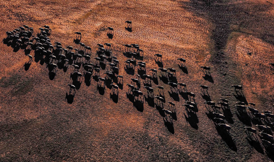 Hình ảnh đàn trâu nối đuôi nhau đi dưới cái nắng chói chang của Bình Thuận. (Ảnh: Thành Đạt/TTXVN)