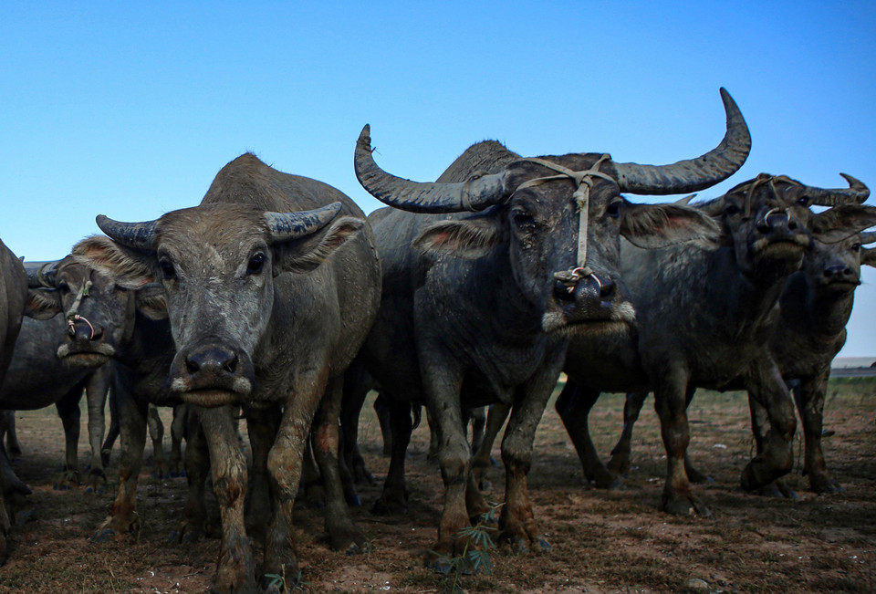 Cận cảnh đàn trâu của người dân tộc Chăm. (Ảnh: Danh Lam/TTXVN)