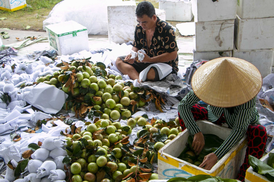 Sản xuất theo quy trình VietGAP, vú sữa của HTX Trường Khương A, huyện Phong Điền có giá cao hơn thị trường 10.000 đồng/kg. (Ảnh: Thanh Liêm/TTXVN)