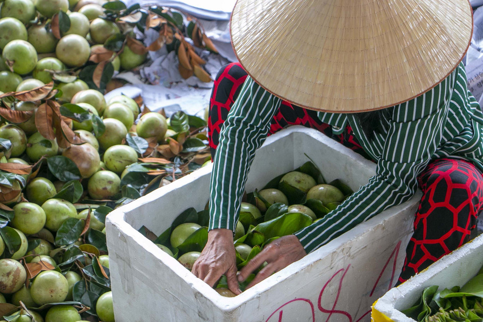 Vú sữa xuất khẩu sau khi hái, từng trái được bọc trong lá lục bình xếp vào thùng xốp để bảo quản, tránh bị dập trong quá trình vận chuyển. (Ảnh: Thanh Liêm/TTXVN)