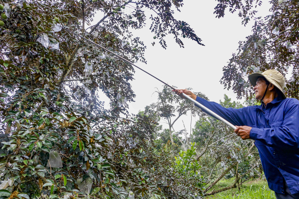 Trái vú sữa được bao lại khi còn non giúp tránh sâu hại, giảm bớt lượng thuốc cần phun xịt, mẫu mã đẹp, an toàn. (Ảnh: Thanh Liêm/TTXVN)