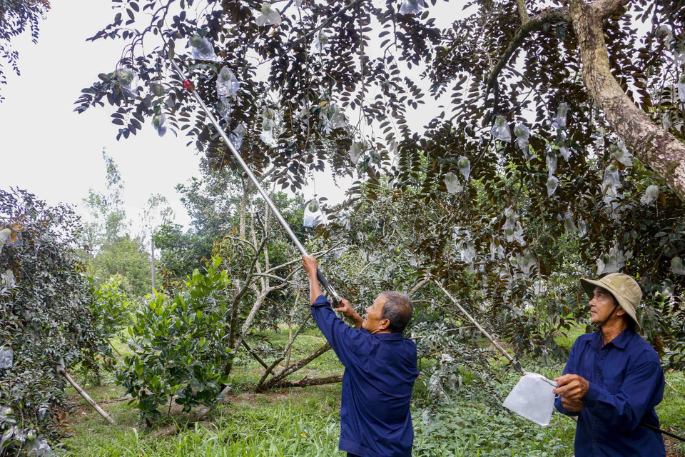Nông dân Hợp tác xã Trường Khương A, huyện Phong Điền dùng sào chuyên dụng để bao trái vú sữa. (Ảnh: Thanh Liêm/TTXVN)