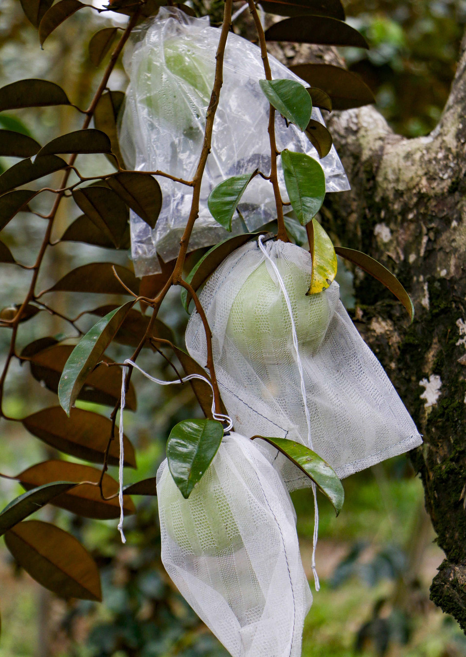 Trái vú sữa được bao lại từ khi còn non cho đến lúc thu hoạch để có chất lượng tốt nhất. (Ảnh: Thanh Liêm/TTXVN)