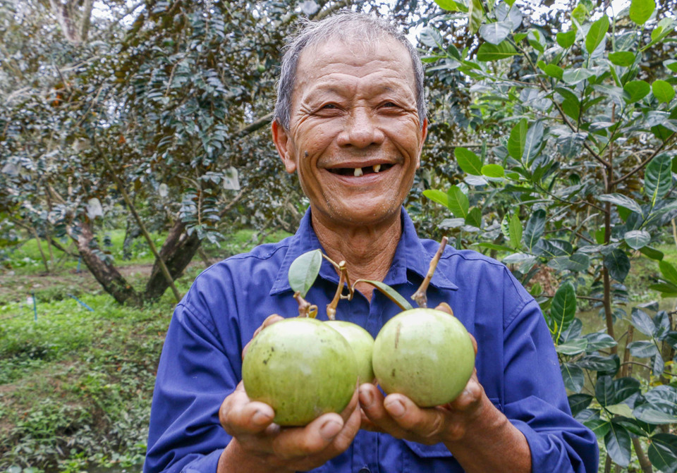 Nông dân HTX Trường Khường A, huyện Phong Điền vui mừng vì vú sữa bao trái được giá. (Ảnh: Thanh Liêm/TTXVN)