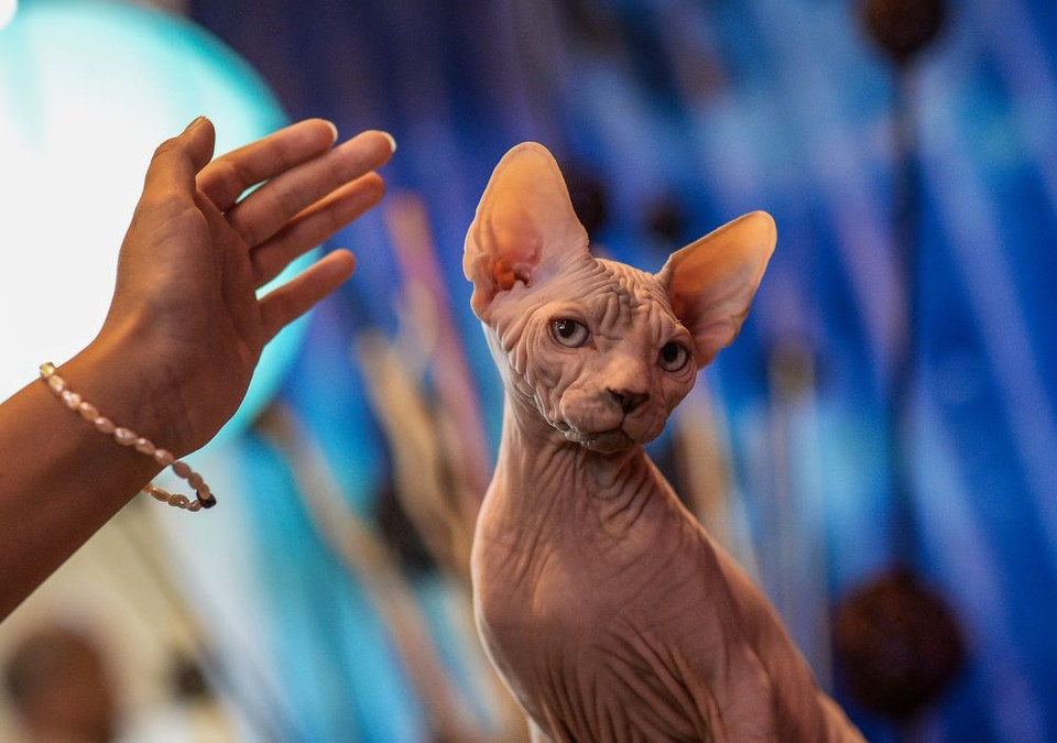 Chú mèo Sphynx (mèo nhân sư) tham gia triển lãm InfoCat 2015 tại Moscow. (Ảnh: Sputnik)