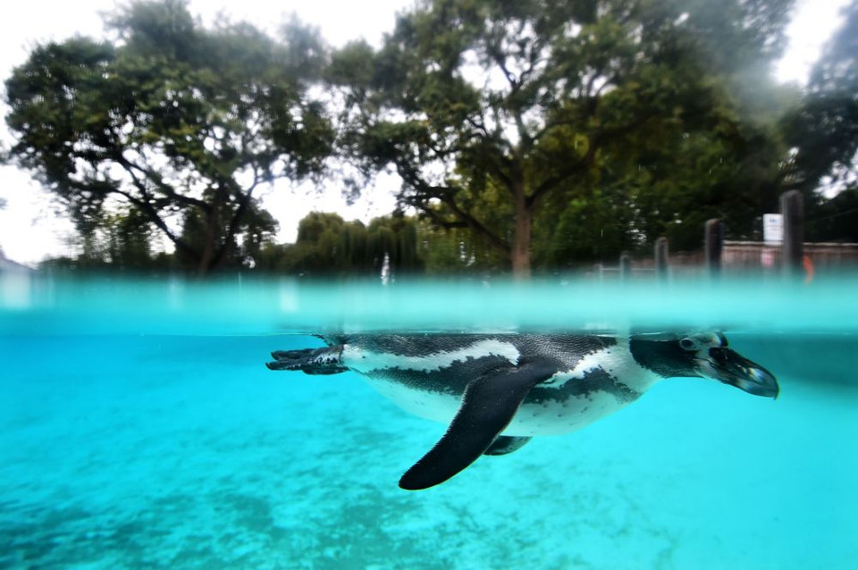 Chú chim cánh cụt tại vườn thú London, Anh. (Ảnh: AFP)