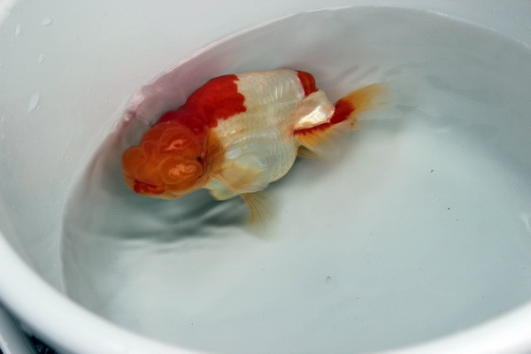 Cá Ranchu được lai tạo và phát triển giống từ thời Minh Trị với nhiều chủng loại khác nhau. (Ảnh: Hữu Thắng/Vietnam+)