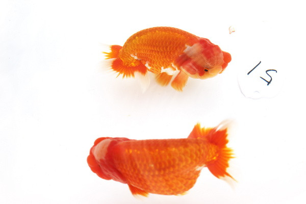 Cá vàng Ranchu được thả vào chậu men màu trắng để làm nổi bật các đặc điểm của chúng. (Ảnh: Hữu Thắng/Vietnam+)