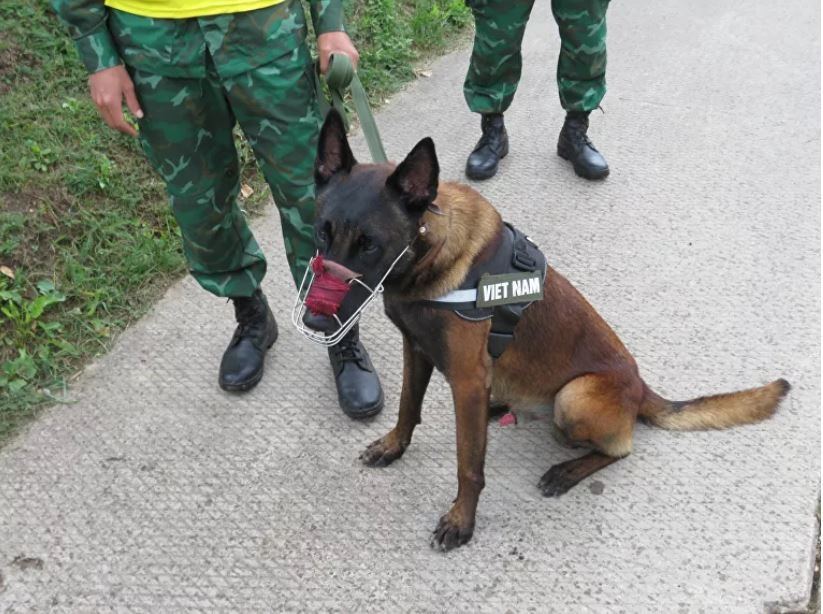 Một chú chó nghiệp vụ của đội tuyển Việt Nam. (Ảnh: Sputnik)