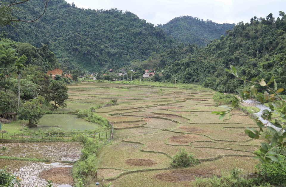 Ruộng trồng lúa nước của người dân bản Na Ngân, xã Nga My. (Ảnh: Xuân Tiến/TTXVN)