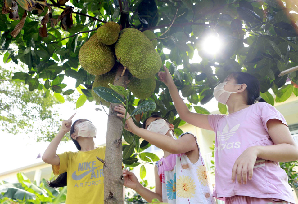 Một hoạt động ngoại khóa của các học sinh tiểu học tại vườn rau của Trường mầm non Trưng Nhị. (Ảnh: Hoàng Hùng/TTXVN)