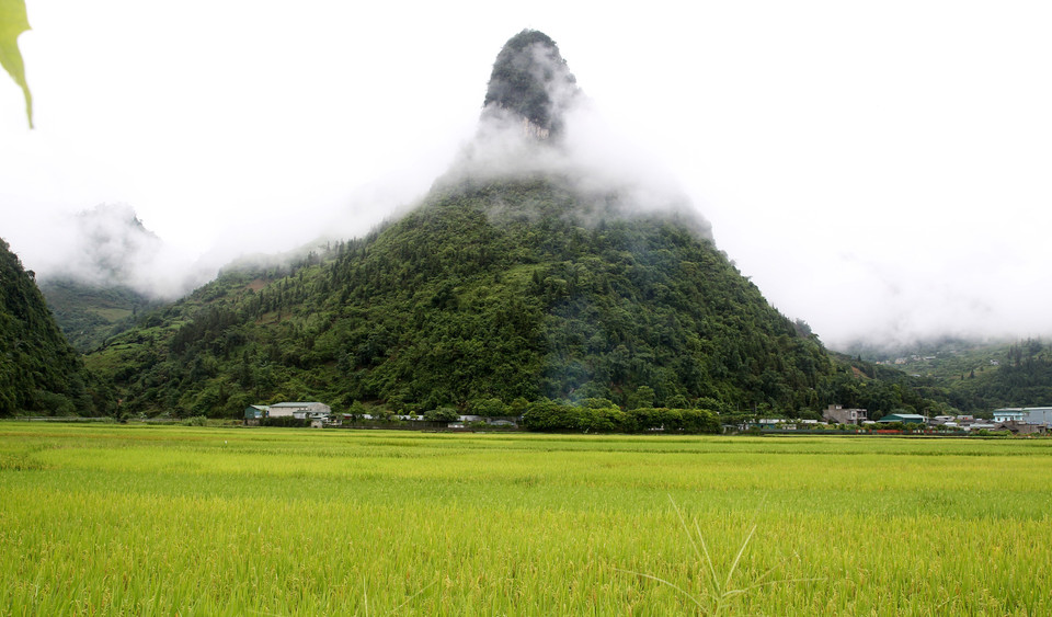 Được bao bọc bởi những dãy núi đá vôi trùng điệp, hùng vỹ, những cánh đồng lúa chín bao la tại thung lũng Mường Khương đã tạo nên khung cảnh thiên nhiên hữu tình cuốn hút lòng người. (Ảnh: Quốc Khánh/TTXVN)