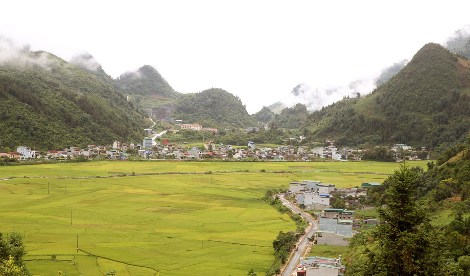 Mùa vàng trên cánh đồng Mường Khương. (Ảnh: Quốc Khánh/TTXVN)