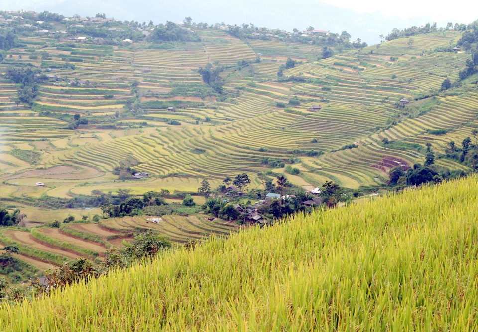 Cứ mỗi dịp cuối tháng 9 và đầu tháng 10 dương lịch, các thửa ruộng bậc thang ở tỉnh Lai Châu lại như khoác lên mình màu vàng óng của lúa chín đẹp như tranh vẽ, hút hồn bất kỳ ai khi lạc bước đến nơi này. (Ảnh: Quý Trung/TTXVN)