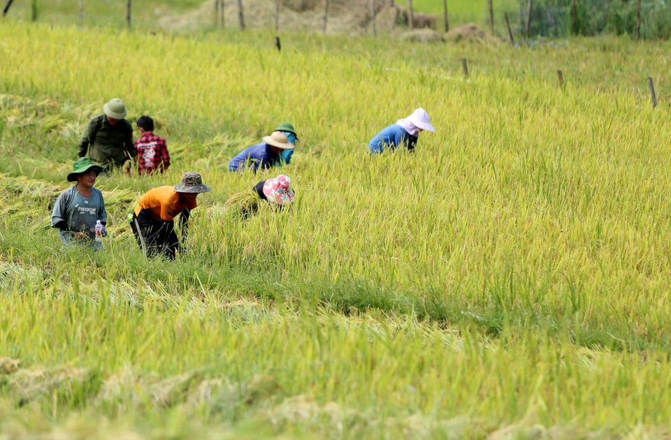 Người dân thu hoạch lúa. (Ảnh: Quý Trung/TTXVN)