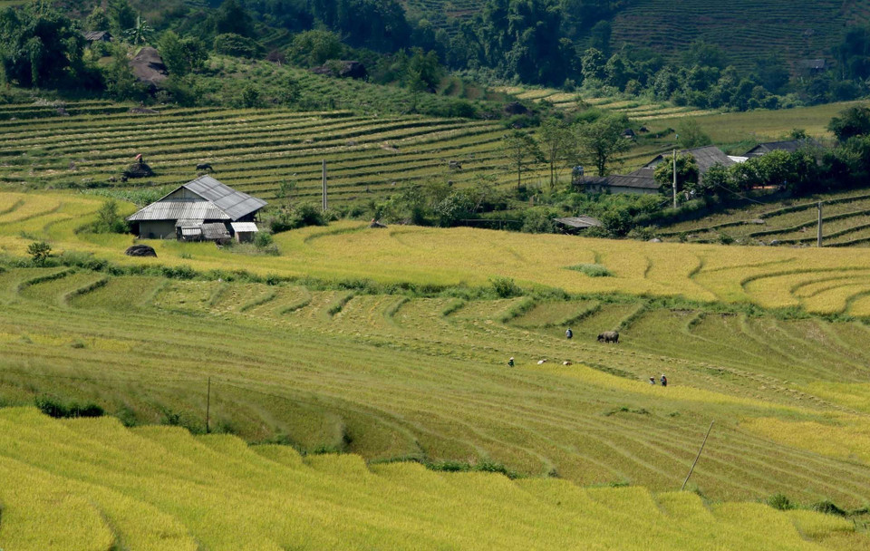 Cánh đồng xã Trung Đồng (Tân Uyên, Lai Châu) vàng óng lung linh dưới nắng. (Ảnh: Quý Trung/TTXVN)