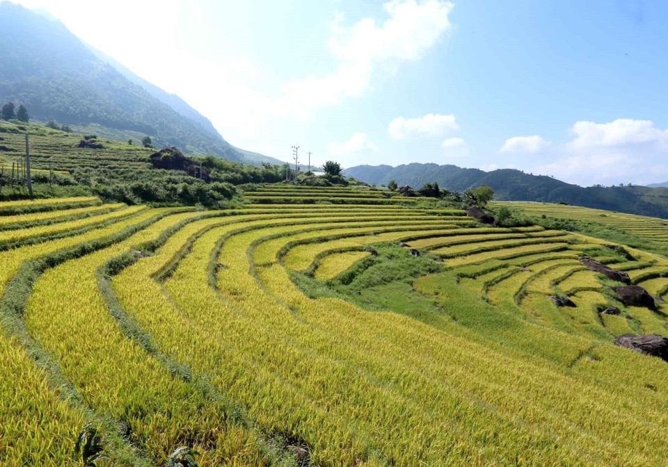 Những nếp ruộng vàng óng uốn lượn quanh những sườn đồi. (Ảnh: Quý Trung/TTXVN)