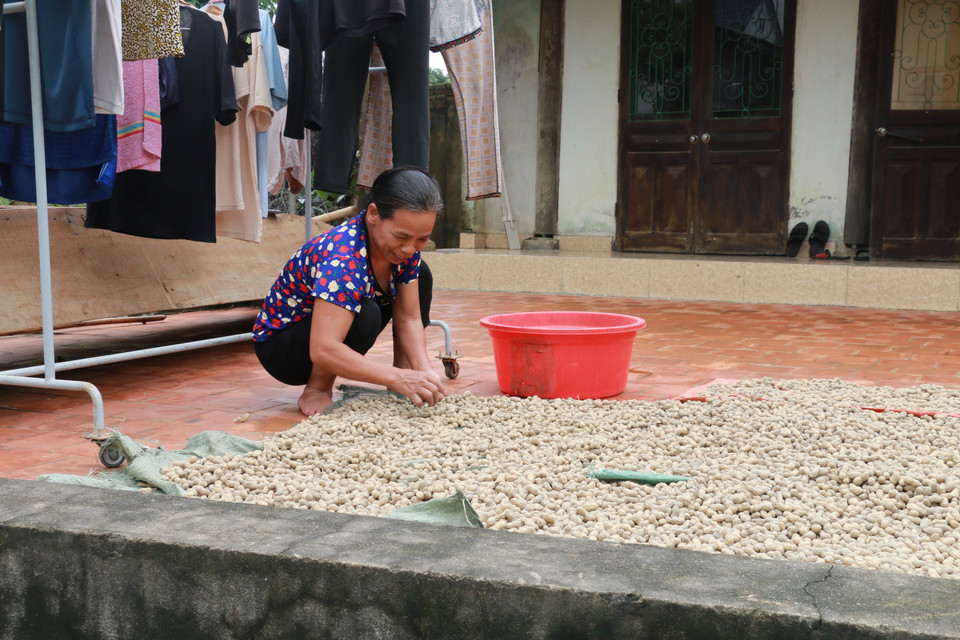 Người dân cố gắng vớt vát chút nông sản khi đã ngấm nước. (Ảnh: Bích Huệ/TTXVN)
