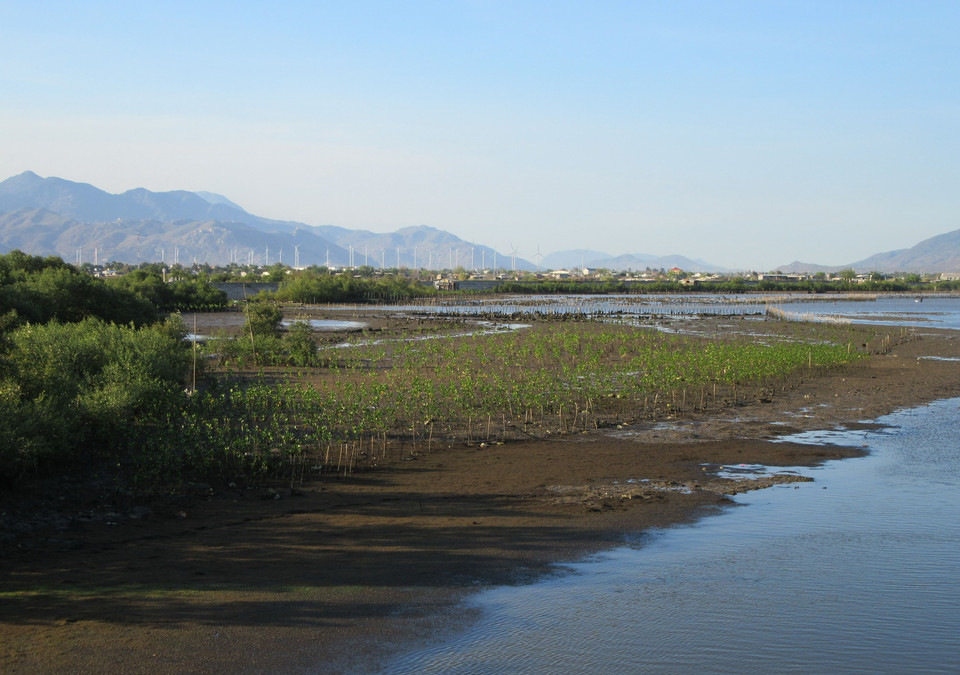 Hệ sinh thái rừng ngập mặn ở Đầm Nại. (Ảnh: Nguyễn Thành/TTXVN)