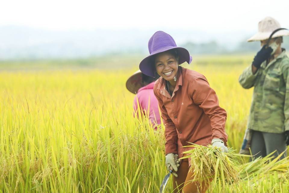 Niềm vui được mùa trên cánh đồng Mường Thanh. (Ảnh: Phan Tuấn Anh/TTXVN)