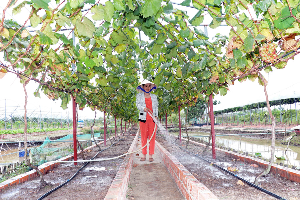 Sau thời gian dài chăm sóc, vườn nho của chị Trần Phương Thảo đã cho trái trên 300 gốc với sản lượng hơn 500kg/năm. Chu kỳ thu hoạch có thể lên đến 15 năm. (Ảnh: Huỳnh Anh/TTXVN)