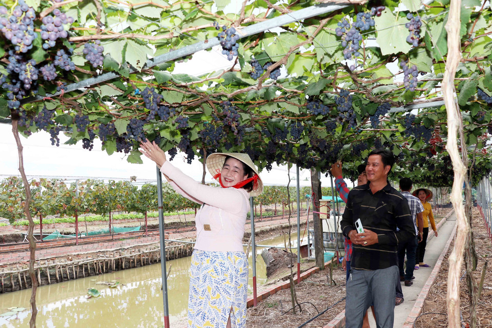 Nhiều du khách tham quan, chụp hình lưu niệm tại vườn nho của gia đình chị Thảo. (Ảnh: Huỳnh Anh/TTXVN)