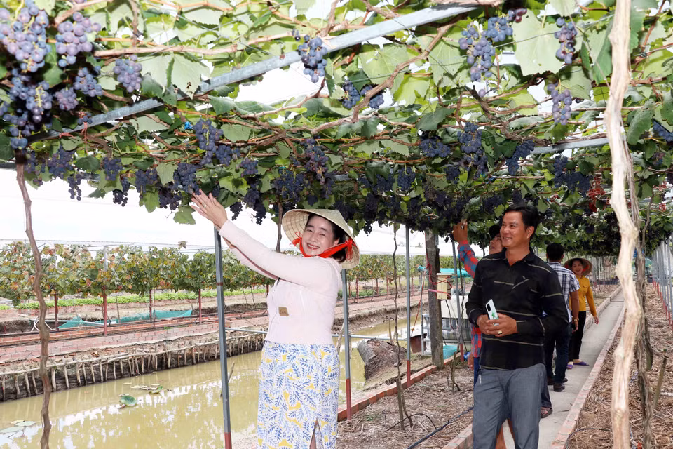 Nhiều du khách tham quan, chụp hình lưu niệm tại vườn nho của gia đình chị Thảo. (Ảnh: Huỳnh Anh/TTXVN)