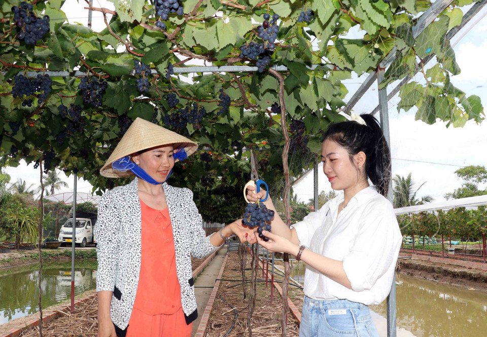 Vườn nho trĩu quả của gia đình đã trở thành điểm tham quan, “check-in” lý tưởng của du khách khi đến với vùng đất Thới Bình. (Ảnh: Huỳnh Anh/TTXVN)