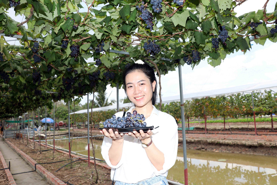 Bạn Ngô Thúy Ái thích thú với những quả nho do tự tay mình hái được ngay tại vườn. (Ảnh: Huỳnh Anh/TTXVN)