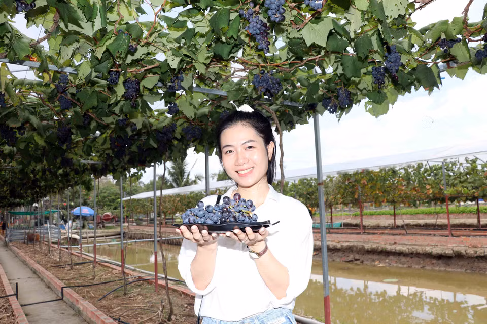 Bạn Ngô Thúy Ái thích thú với những quả nho do tự tay mình hái được ngay tại vườn. (Ảnh: Huỳnh Anh/TTXVN)