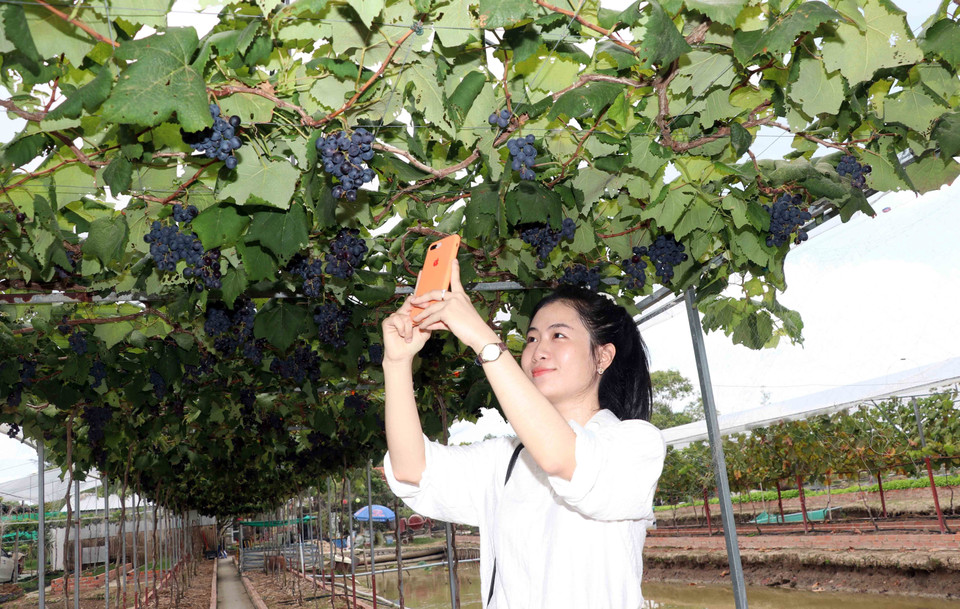 Vườn nho của chị Trần Phương Thảo đang là điểm tham quan, "check-in" của nhiều du khách. (Ảnh: Huỳnh Anh/TTXVN)