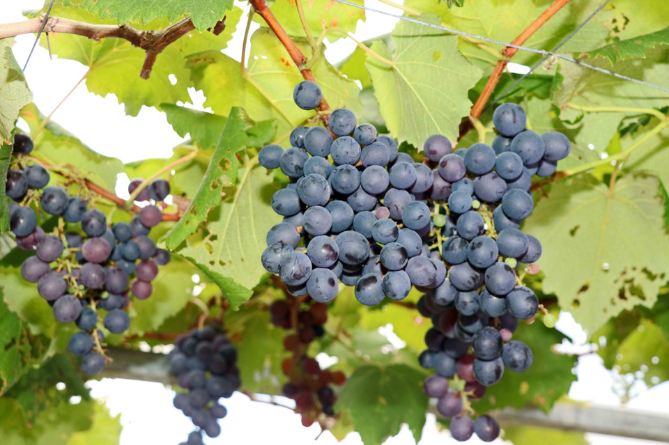 Nho được trồng theo phương thức hữu cơ thích nghi tốt trên vùng đất mặn Cà Mau. (Ảnh: Huỳnh Anh/TTXVN)