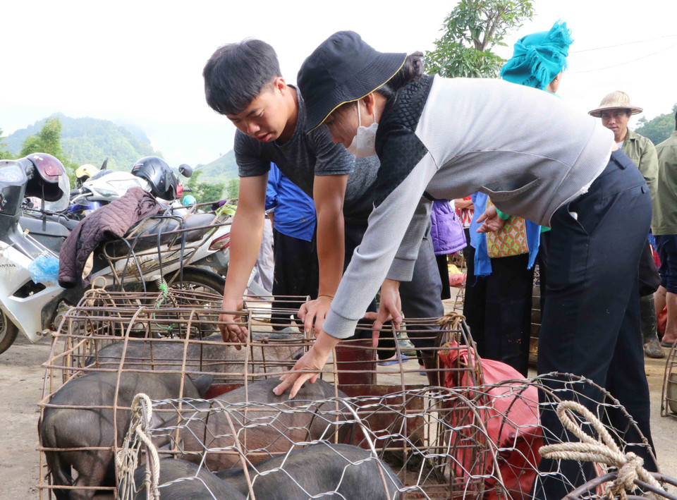 Một thương lái lựa chọn những con lợn ưng ý. (Ảnh: Nguyễn Oanh/TTXVN)