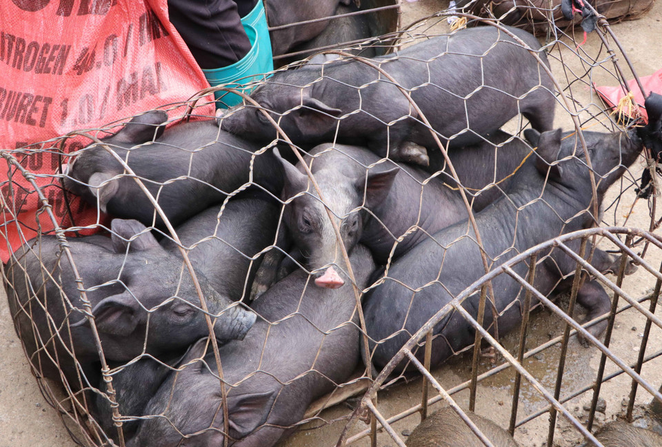 Giống lợn đen của bà con dân tộc được mang bán tại chợ lợn San Thàng vào các buổi chợ phiên. (Ảnh: Nguyễn Oanh/TTXVN)