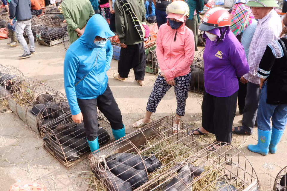 Khách chọn mua những con lợn ưng ý. (Ảnh: Nguyễn Oanh/TTXVN)