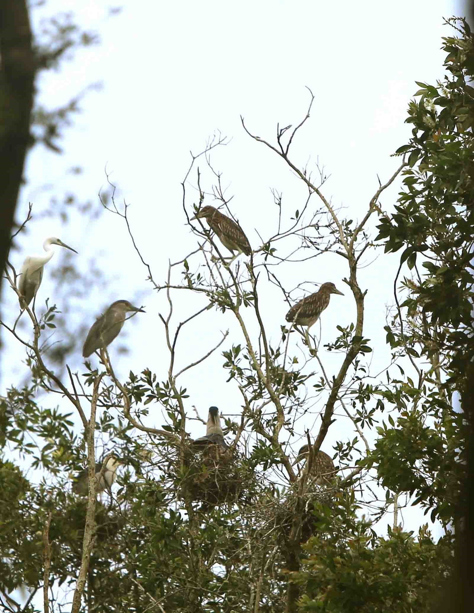 Rừng tràm Trà Sư là nơi sinh sống của hơn 70 loài chim. (Ảnh: Vũ Sinh/TTXVN)
