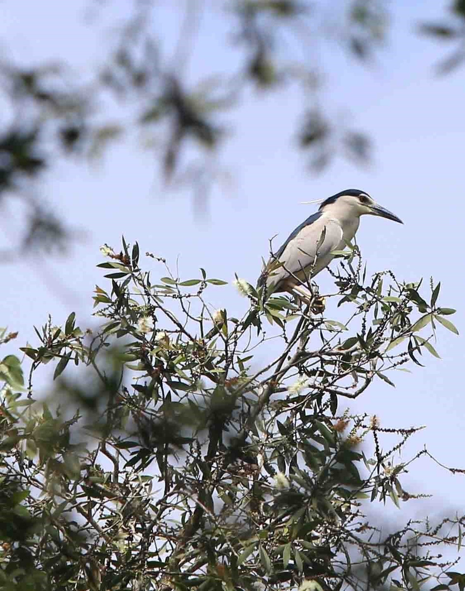 Rừng tràm Trà Sư là nơi sinh sống của hơn 70 loài chim. (Ảnh: Vũ Sinh/TTXVN)