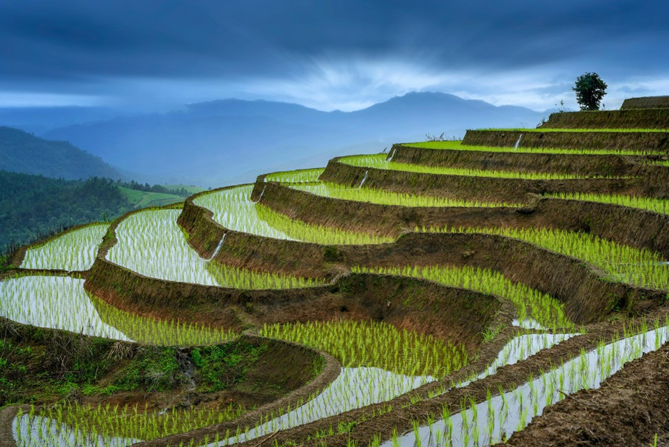 Những thửa ruộng bậc thang tràn ngập màu xanh tại Doi Inthanon. (Ảnh: Alamy)