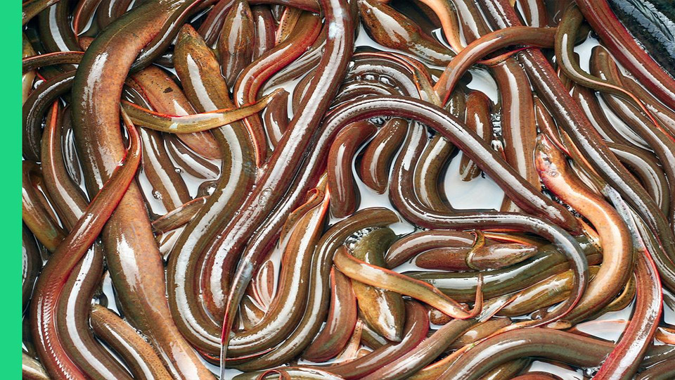 Trông bề ngoài có vẻ đáng sợ nhưng thực chất lươn lại là một đặc sản của đất nước Việt Nam, có thể chế biến thành hàng chục món ăn khác nhau.